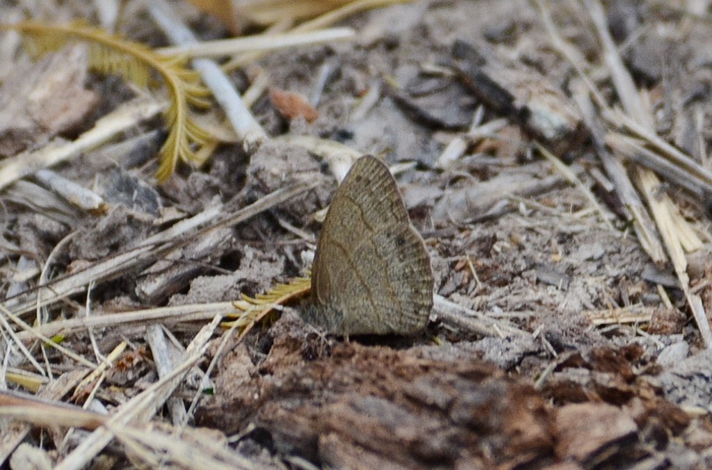 086 2012-12311755 Sabal Palm Sanctuary, TX.JPG - Hermes Satyr (Hermeuptychia hermes) Butterfly. Sabal Palm Sanctuary, TX, 12-31-2012